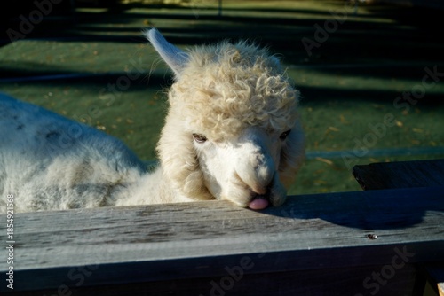Alpaca at Alpaca Farm Yatsugatake Nagano Japan 八ヶ岳 アルパカ 牧場 November 2025
