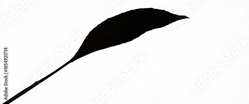 Dark silhouette of a single leaf, isolated on white background, ecology, nature