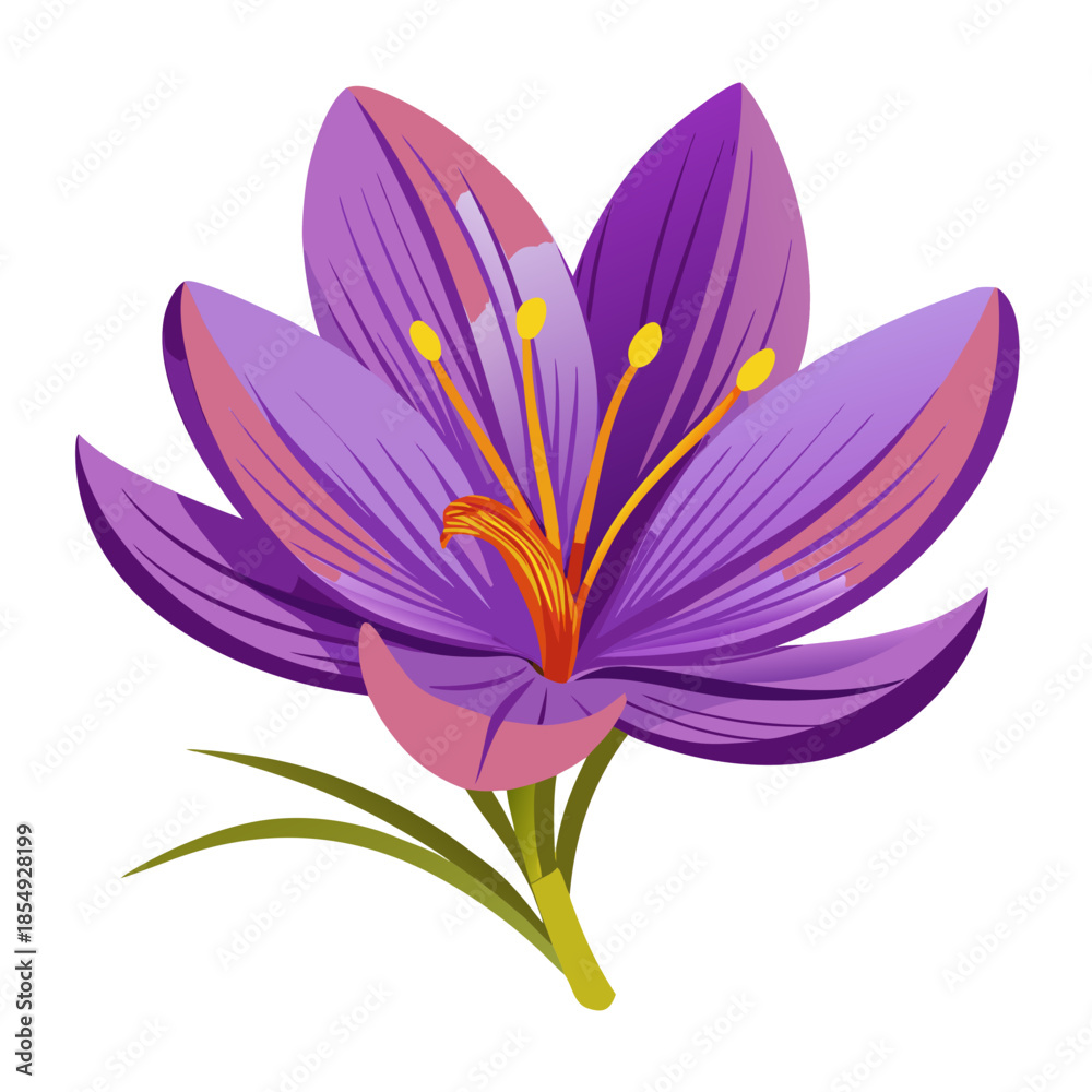 Fototapeta premium Vibrant purple crocus flower in full bloom