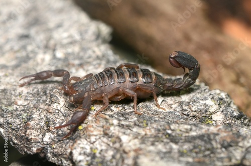 scorpion on the rock