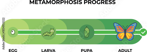 Butterfly metamorphosis progress bar diagram showing life cycle stages from egg larva pupa to adult insect transformation for biology nature science education.