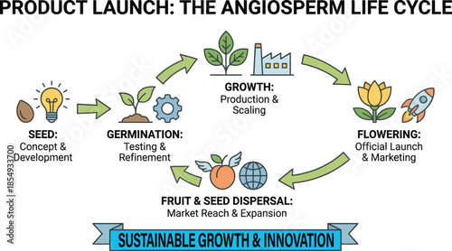 Angiosperm life cycle diagram comparing plant growth stages to product launch phases like concept development and marketing for biology and business education.