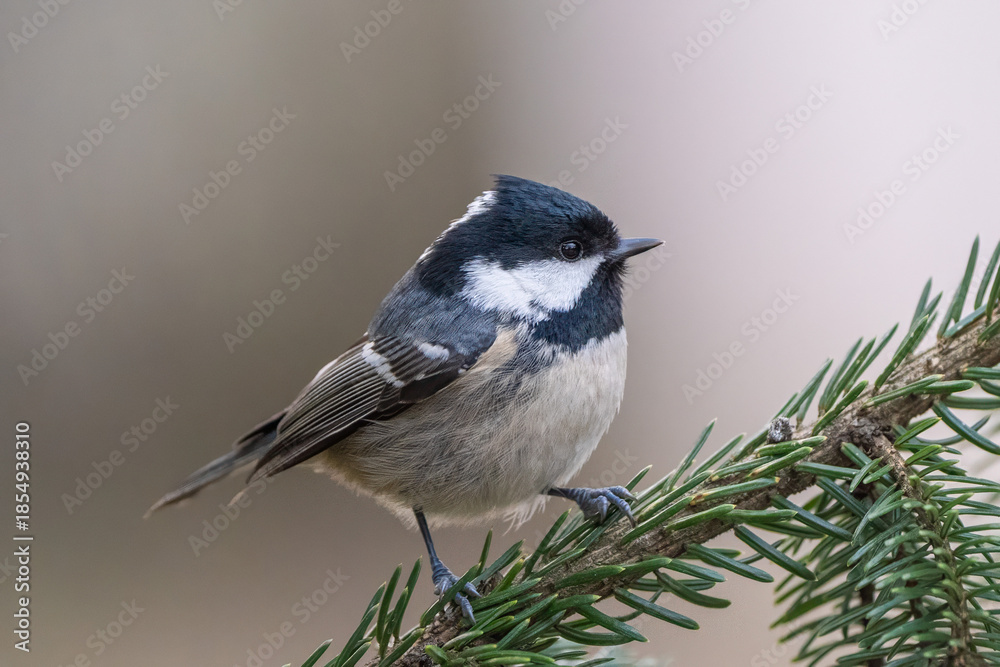 Fototapeta premium Coal tit on a cold winter morning