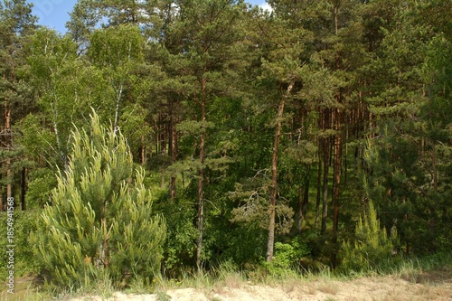 Sand dunes of the Curonian Spit, the Baltic Sea, Kaliningrad Oblast, Russia