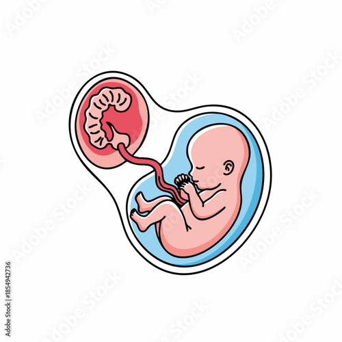 Illustration showing human fetus developing within womb, connected via umbilical cord. Growing human fetus depicts early stages of development, shielded inside amniotic sac.
