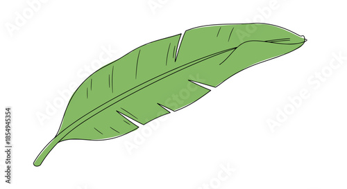 Large green banana leaf with visible veins and a simple outline is presented as a botanical illustration against a white background.