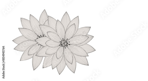 Two elegant hand drawn lotus flowers with intricate petal details in black and white line art on a clean white background.