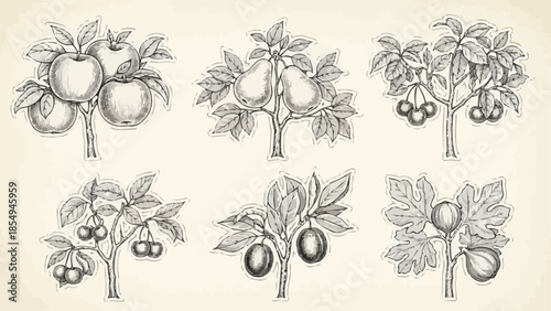 Vintage botanical illustrations of fruit trees and fruits.