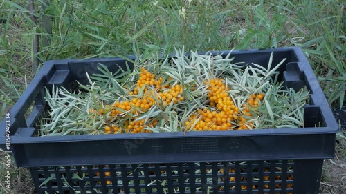 the farmer puts the harvested sea buckthorn in special containers.