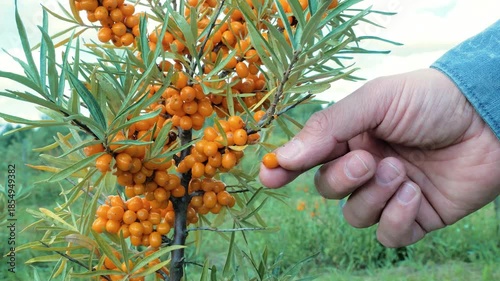 harvesting sea buckthorn. The farmer will check the ripeness of the berries.