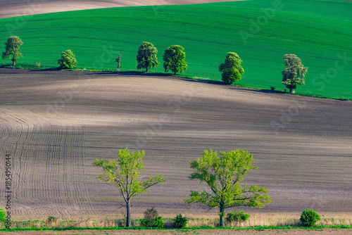 Green and brown agricultural fields with lines of trees on rolling hills.