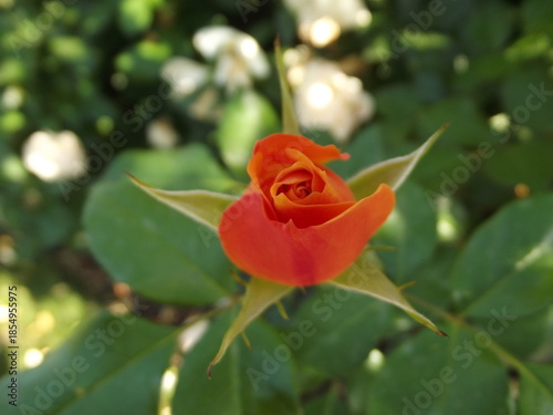 Orange rose flower bud outdoors. Macro.