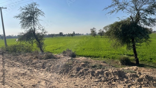 Natural rural landscape with trees, fresh green leaves, farmland soil, dried vegetation, and a calm garden environment