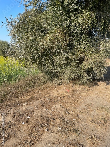 Natural rural landscape with trees, fresh green leaves, farmland soil, dried vegetation, and a calm garden environment