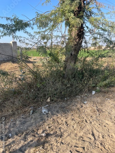 Natural rural landscape with trees, fresh green leaves, farmland soil, dried vegetation, and a calm garden environment
