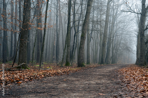 Autumn forest covered with fog