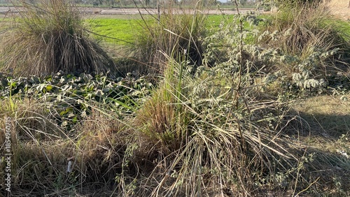 Natural rural landscape with trees, fresh green leaves, farmland soil, dried vegetation, and a calm garden environment