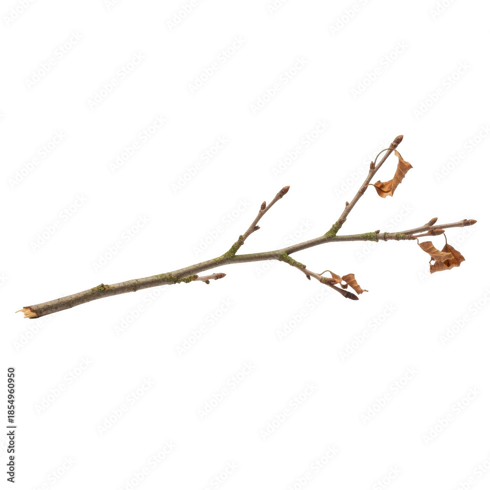 Fototapeta premium Bare Tree Branch with Dried Brown Leaves and Buds on Black bare branch dried leaves