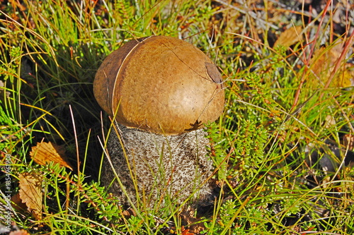 Autumn mushrooms in the tundra surrounded by mosses and lichens.