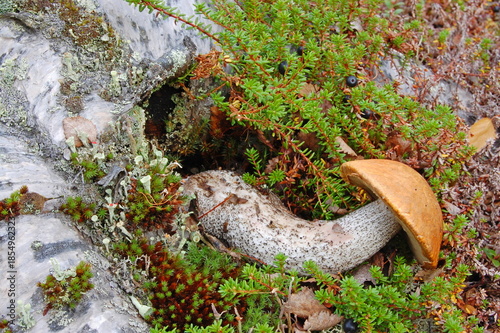 Autumn mushrooms in the tundra surrounded by mosses and lichens.