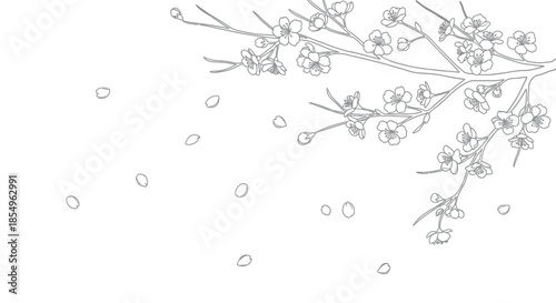 Delicate Cherry Blossom Branch with Falling Petals Line Art