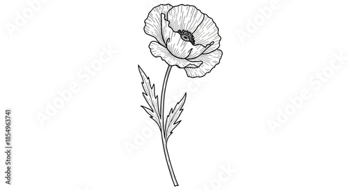 Elegant Poppy Flower Illustration