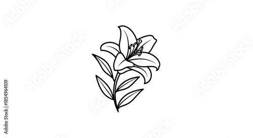 Line Art Lily Flower with Leaves Isolated on White Background