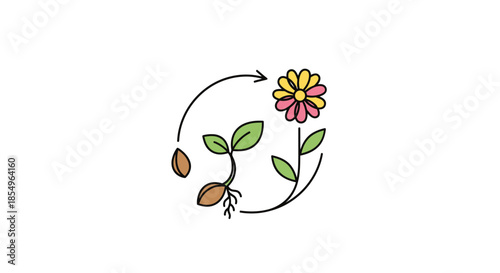 Plant Growth Cycle: Seed to Flower Illustration