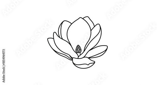 Magnolia Flower Outline Drawing Vector Illustration