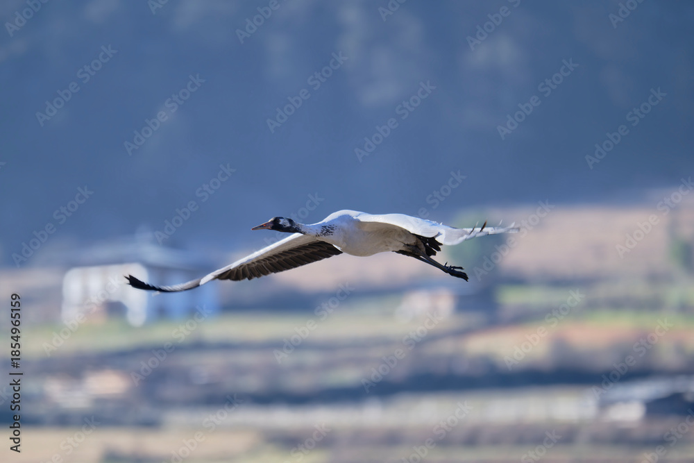 Naklejka premium Black-necked Crane in the Air Above Phobjikha Valley 