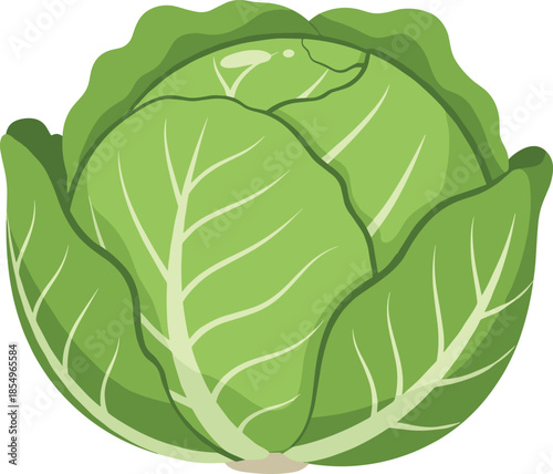 Green cabbage illustration, fresh vegetable art, leafy cabbage design, organic produce, healthy food graphic, farm vegetable, botanical cabbage, cooking ingredient, vector cabbage clipart