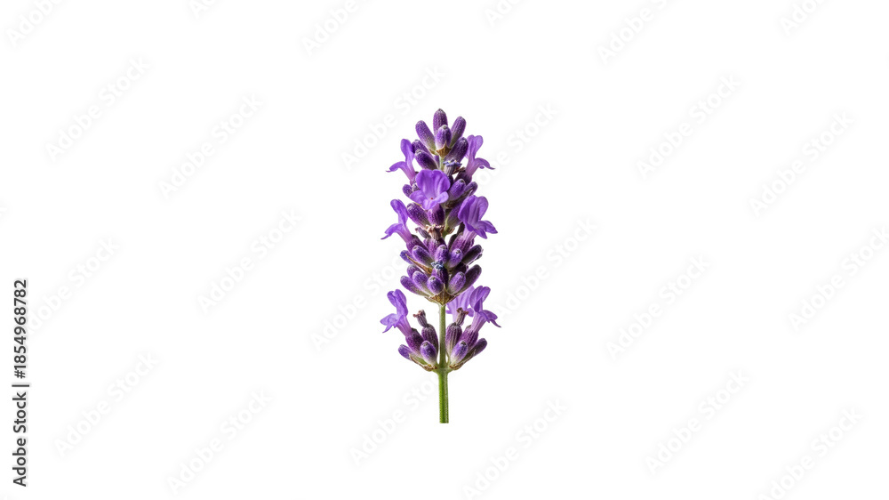 Obraz premium Lavender flower stem on Transparent Background