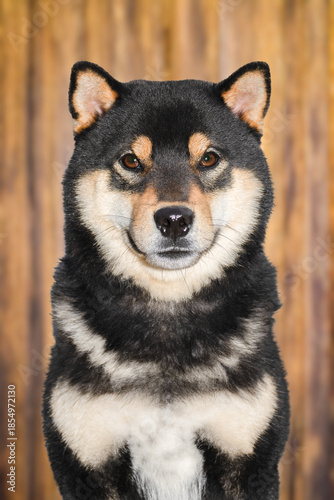 Portrait of a beautiful male Shiba Inu on background of a wooden hut. Canis lupus familiaris, Sologne, Loiret 45, région Centre Val de Loire, France, European Union, Europe