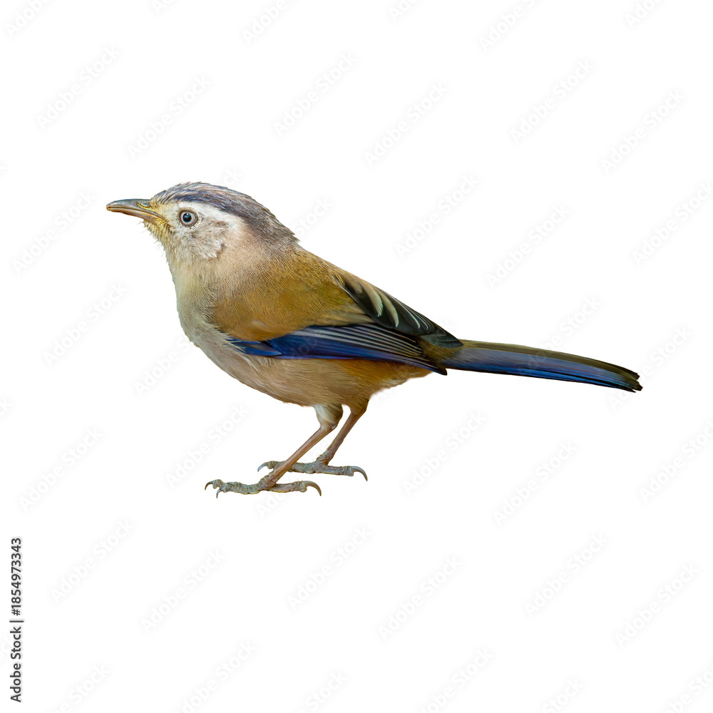 Fototapeta premium Blue-Winged Minla standing gracefully, displaying olive tones and vivid blue wing feathers against a clean white background
