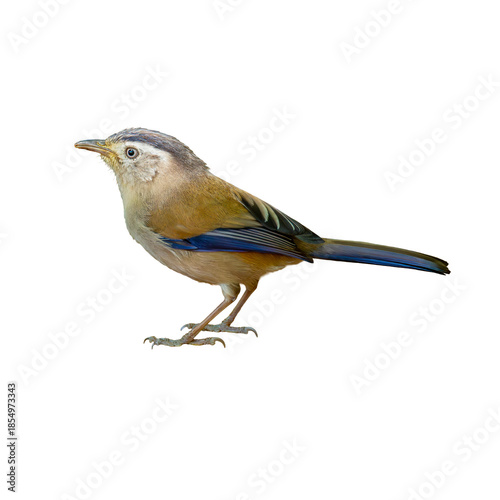 Blue-Winged Minla standing gracefully, displaying olive tones and vivid blue wing feathers against a clean white background