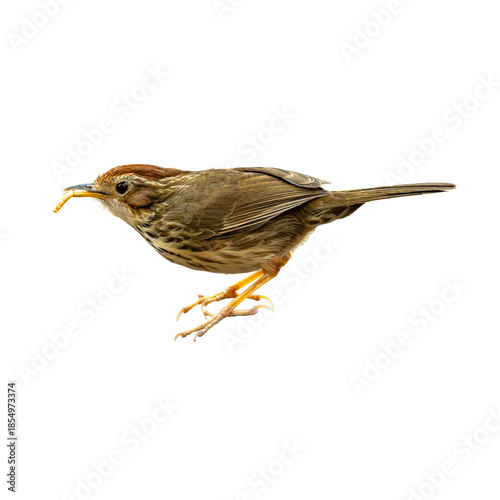 Puff-throated Babbler captured mid step with an insect in its bill, showing earthy brown plumage and alert posture on a clean white background