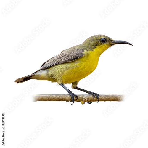 Purple Sunbird Female perched calmly on a slender branch, showing bright yellow underparts and a gently curved bill against a clean white background