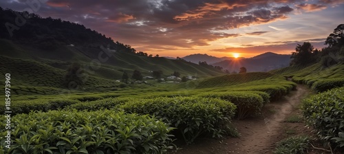 serene cameron highlands tea plantation landscape at vibrant sunset with walking path