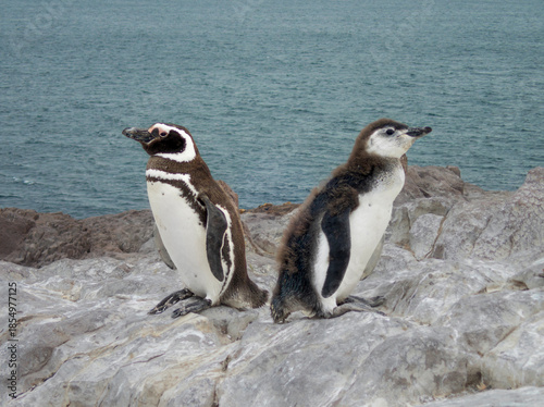 Pinguino de magallanes adulto y juvenil con plumaje diferente