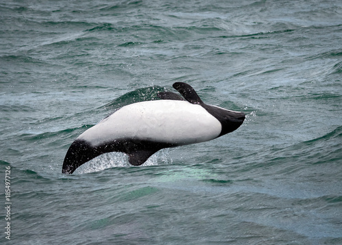 Tonina overa asaltando en el aire en rotación.