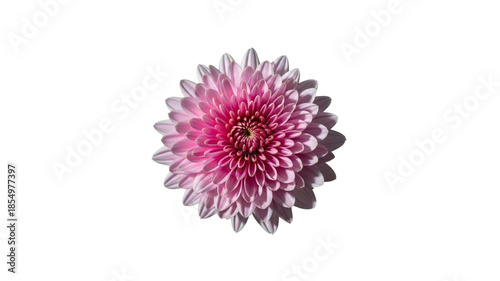 Pink chrysanthemum flower isolated on Transparent Background