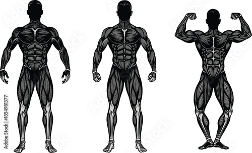 Black and white vector illustration of three muscular bodybuilder men silhouettes showing detailed anatomy isolated on white background for gym