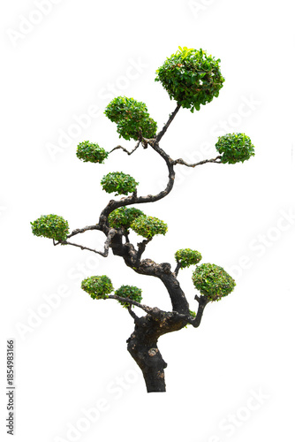 Isolated ornamental bending tree with green round leaf bushes for garden decoration.