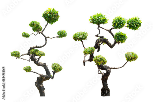 Isolated ornamental bending tree with green round leaf bushes for garden decoration.