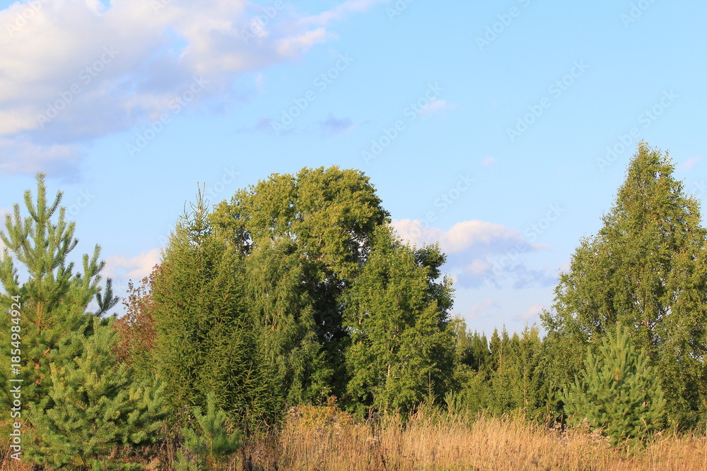 Obraz premium trees in the forest