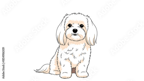 Fluffy white and tan Havanese dog sitting calmly against a white background, showcasing its soft and long coat.