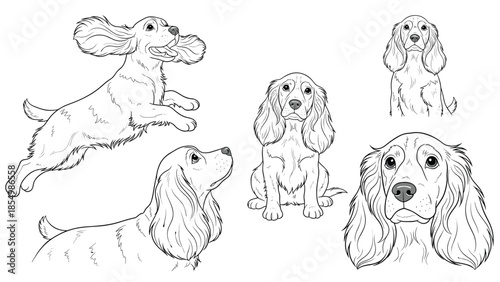 Multiple sketches of a Cocker Spaniel dog in different positions including running, sitting, and a close-up face.