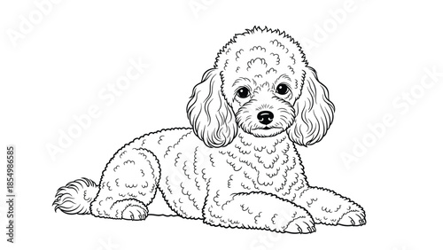Delicate black and white line art drawing of a fluffy Toy Poodle lying down comfortably on its soft stomach.