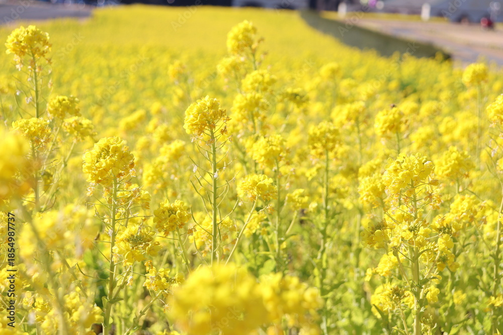 Obraz premium 菜の花