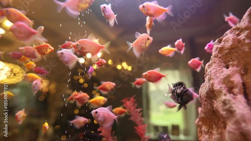 Colorful aquatic environment featuring vibrant tropical fish